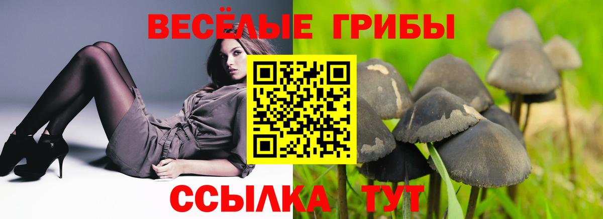 Братск  Галлюциногенные грибы Magic Shrooms  Вход с VPN  Псилоцибиновые грибы GOLDEN TEACHER 